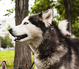 Image showing husky dog outside on a leash walking, green grass in park spring