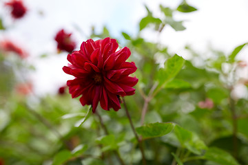 Image showing beautiful dahlia flower at summer garden