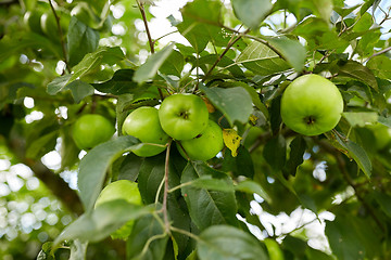 Image showing close up of apple tree branch