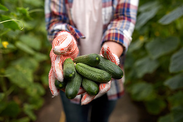 Image showing farmer with cucumbers at farm greenhouse