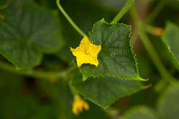 Image showing cucumber plant with flower at garden