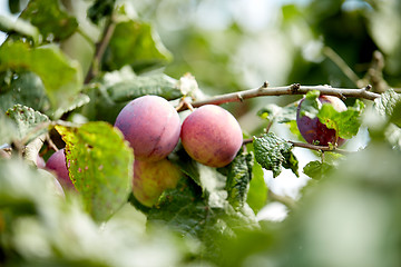 Image showing close up of plum tree branch