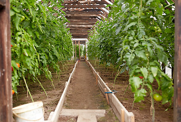 Image showing tomato seedlings growing at greenhouse