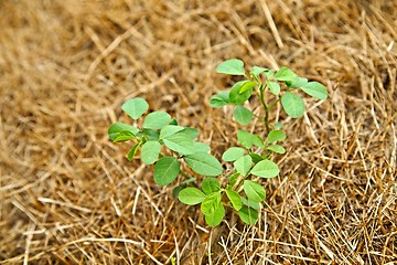 Image showing Small plant seedling