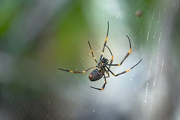 Image showing Golden Orb Weaver Spider
