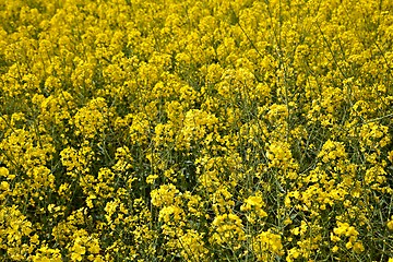 Image showing Rapeseed field closeup