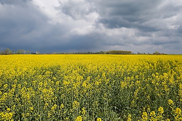 Image showing Rapeseed field landscape