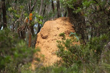 Image showing Termite mound in the woods