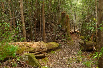 Image showing Forest walking route