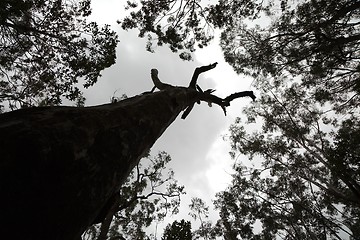 Image showing Bare tree branches