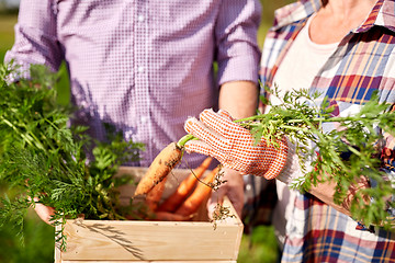 Image showing senior couple with box picking carrots on farm