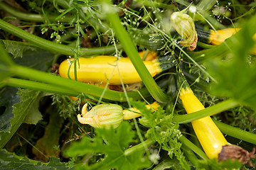 Image showing squashes at summer garden bed