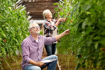 Image showing senior couple growing tomatoes at farm greenhouse