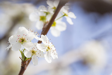 Image showing Macro of Early Spring Tree Blossoms with Narrow Depth of Field.