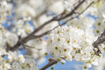 Image showing Macro of Early Spring Tree Blossoms with Narrow Depth of Field.