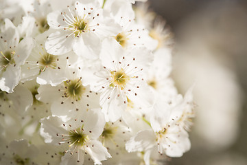 Image showing Macro of Early Spring Tree Blossoms with Narrow Depth of Field.
