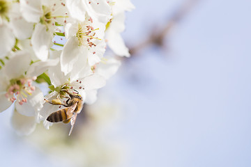 Image showing Honeybee Harvesting Pollen From Blossoming Tree Buds.