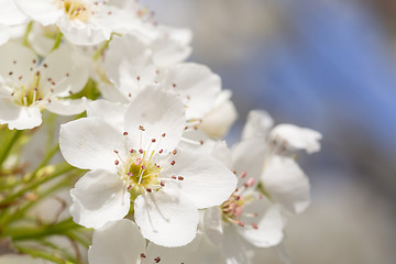 Image showing Macro of Early Spring Tree Blossoms with Narrow Depth of Field.