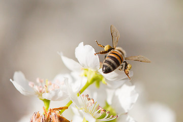 Image showing Honeybee Harvesting Pollen From Blossoming Tree Buds.