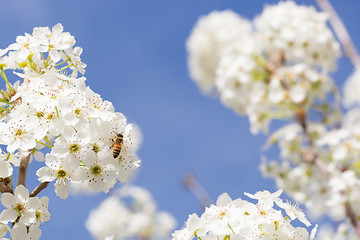 Image showing Honeybee Harvesting Pollen From Blossoming Tree Buds.