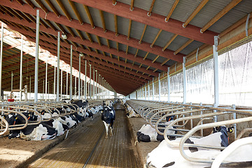 Image showing herd of cows in cowshed stable on dairy farm