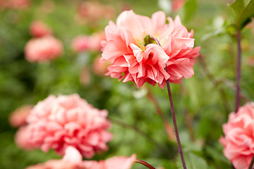 Image showing beautiful dahlia flowers at summer garden