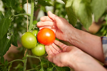 Image showing senior farmer picking tomatoes at farm greenhouse