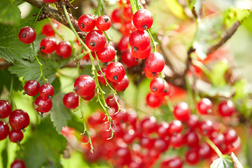 Image showing red currant bush at summer garden branch