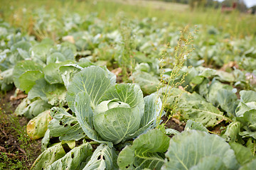 Image showing cabbage growing on summer garden bed at farm