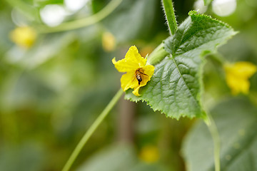 Image showing bee pollinating cucumber plant flower at garden