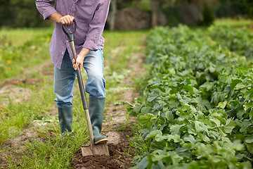Image showing senior man with shovel digging garden bed or farm
