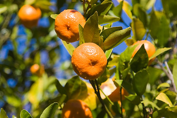 Image showing Mandarins