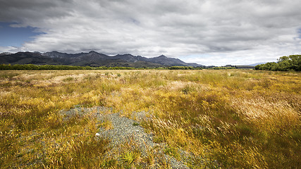Image showing typical meadow in New Zealand