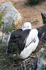 Image showing Pelican