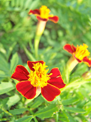 Image showing Tagetes