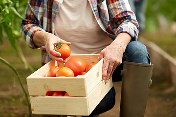 Image showing senior woman picking tomatoes at farm greenhouse