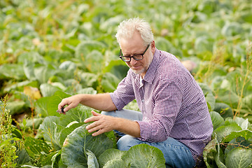 Image showing senior man growing white cabbage at farm