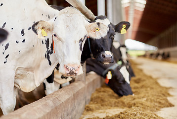 Image showing herd of cows eating hay in cowshed on dairy farm