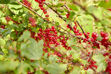 Image showing red currant berries on branch at summer garden 