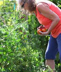 Image showing Vegetable garden.