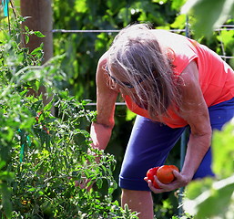 Image showing Vegetable garden.