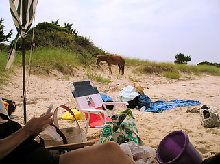 Image showing Wild horse grazing.