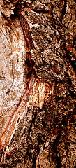 Image showing Tree bark textures.