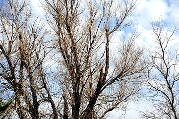 Image showing Trees in nature.