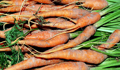 Image showing Organic carrots.
