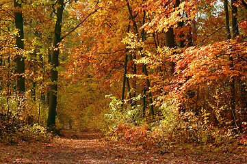 Image showing Autumn Forest Landscape