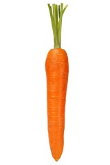 Image showing One Carrot on White Background