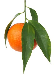 Image showing Mandarin orange with leaves