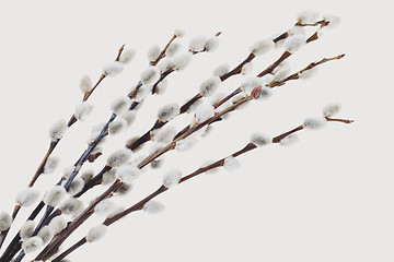 Image showing catkins