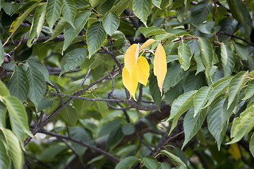 Image showing three yellow leaf